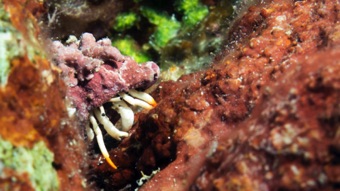 Hermit Crab
